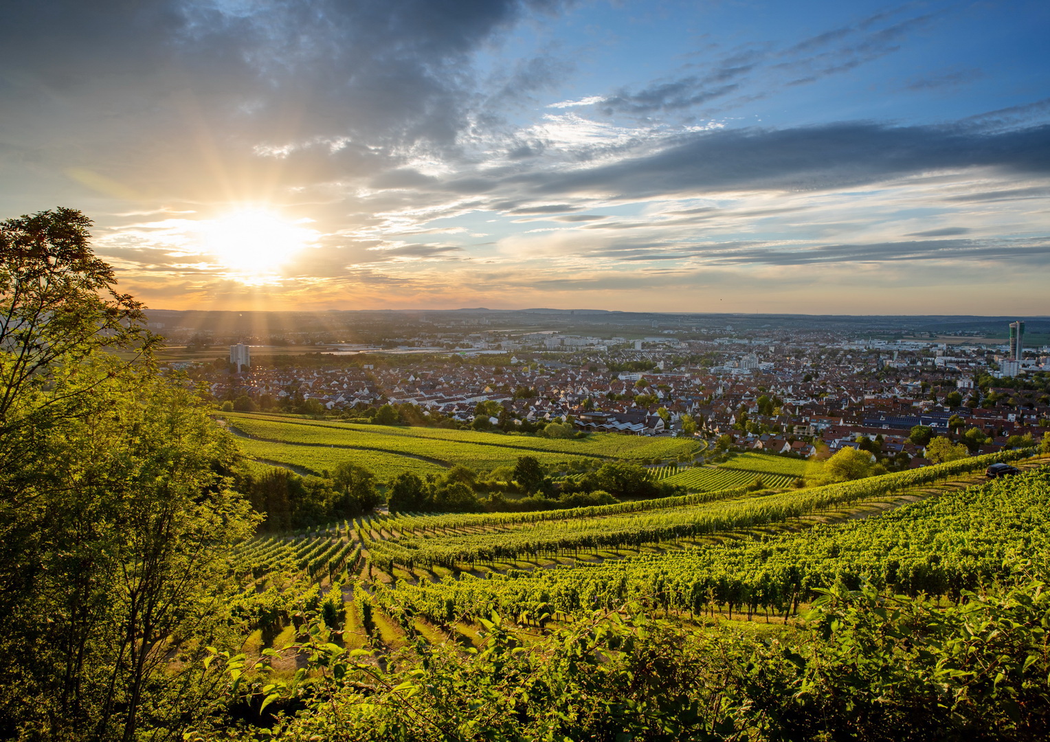 Weinberge
